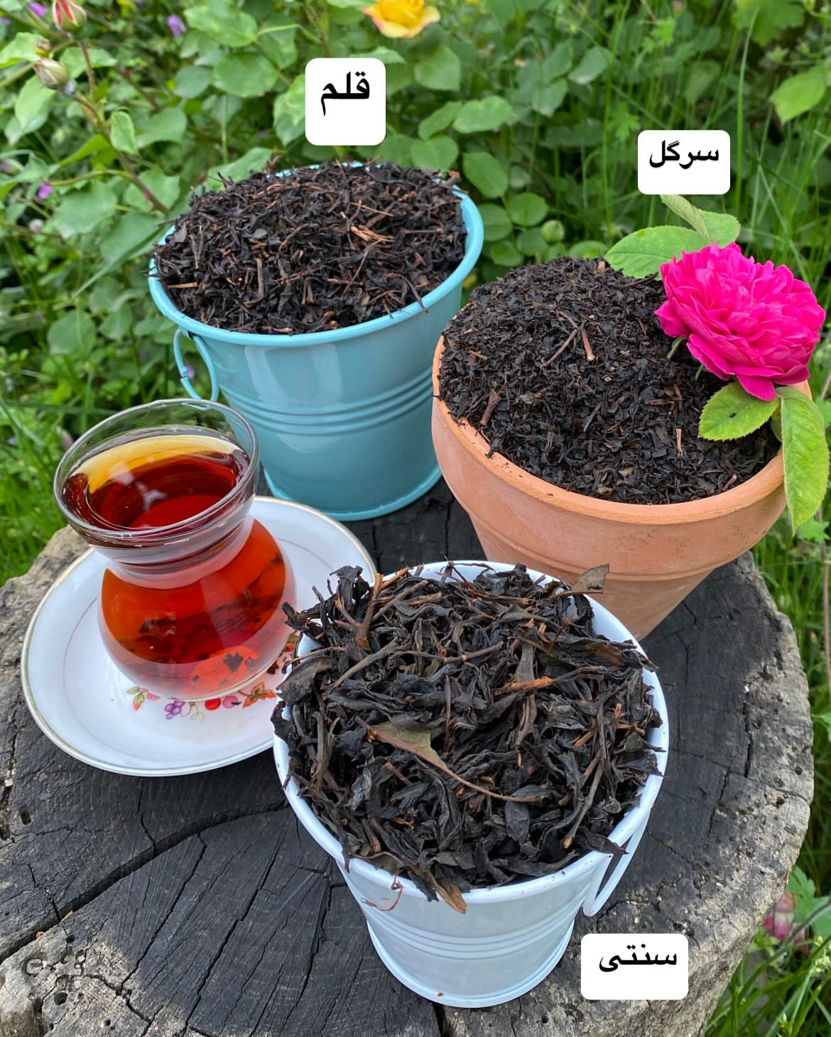 چای قلم چوب لاهیجان